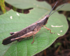 Phaeoparia lineaalba