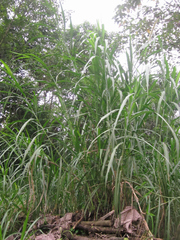 Hymenachne amplexicaulis