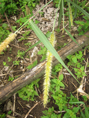 Hymenachne amplexicaulis