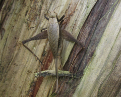 Eneoptera surinamensis