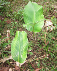 Goeppertia inocephala