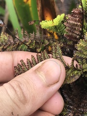 Adenophorus tamariscinus