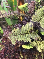 Adenophorus tamariscinus