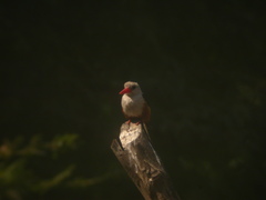 Halcyon leucocephala acteon
