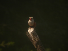 Halcyon leucocephala acteon