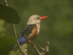 Halcyon leucocephala acteon