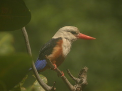 Halcyon leucocephala acteon