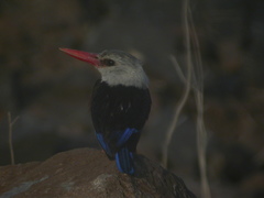 Halcyon leucocephala acteon