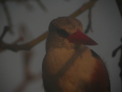 Halcyon leucocephala acteon
