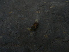 Apis mellifera