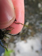 Fissidens berteroi