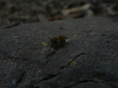 Apis mellifera