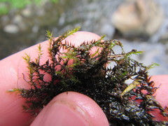 Fissidens berteroi