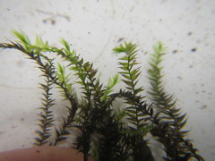 Fissidens berteroi
