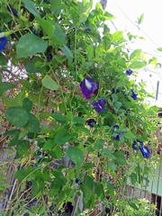 Clitoria ternatea