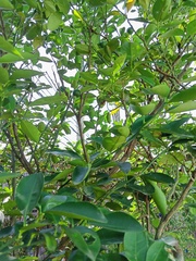 Citrus × microcarpa
