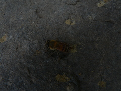 Apis mellifera