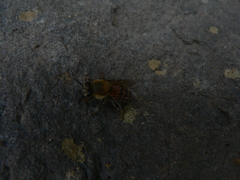 Apis mellifera