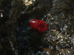 Actinia tabella
