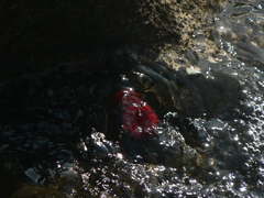 Actinia tabella