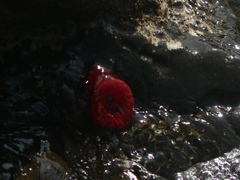 Actinia tabella