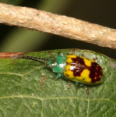 Chalcolampra marmorata