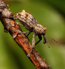 Orthorhinus