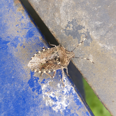 Rhaphigaster nebulosa