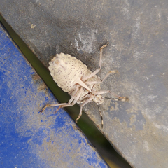 Rhaphigaster nebulosa