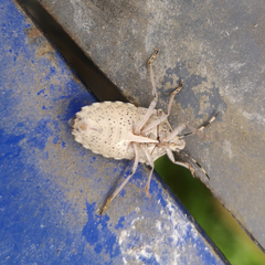 Rhaphigaster nebulosa