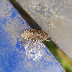 Rhaphigaster nebulosa