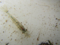 Paratya curvirostris