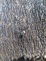 Platybunus pinetorum