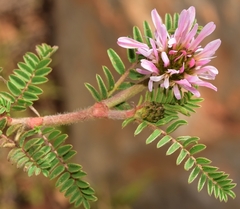 Astragalus glaux