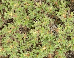 Astragalus granatensis