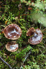 Cortinarius myxenosma