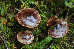 Cortinarius myxenosma