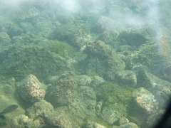 Stegastes imbricatus