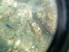 Stegastes imbricatus