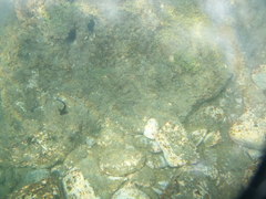 Ophioblennius atlanticus