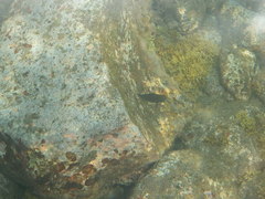 Ophioblennius atlanticus