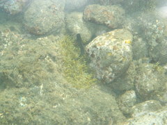 Ophioblennius atlanticus