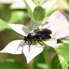 Paracyphononyx funereus