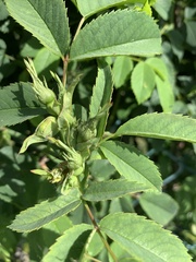 Rosa