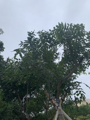 Kigelia africana