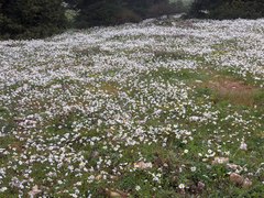 Anthemis chia