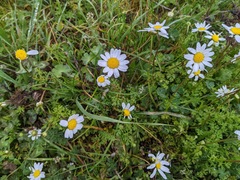 Anthemis chia