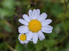 Anthemis chia