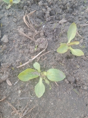 Plantago major