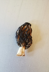 Morchella semilibera